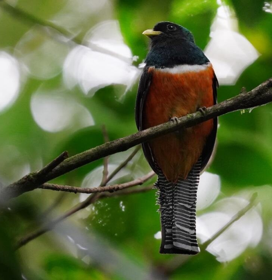 Reducción de las emisiones de carbono